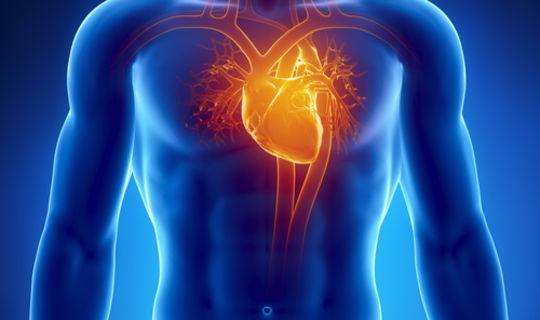 Das menschliche Herz – das wichtige Organ einfach erklärt!