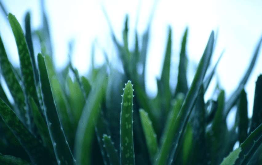 Aloe Vera essen – gesund oder gefährlich?