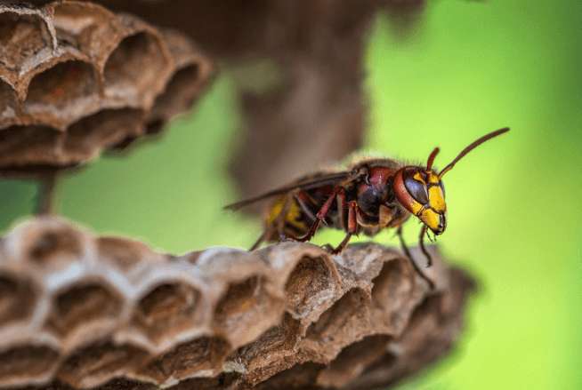 Bienenstich – Was tun? 3 wichtige Schritte