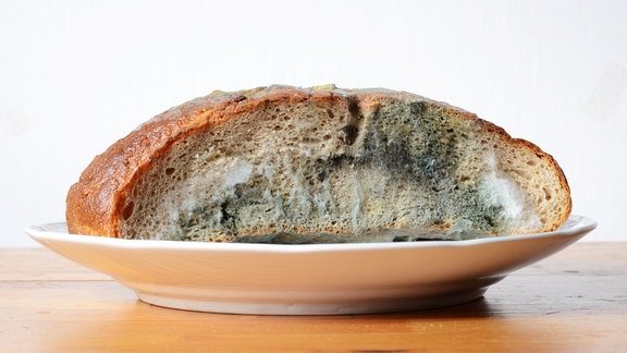 Schimmeliges Brot gegessen? Die Wahrheit über Schimmelpilz