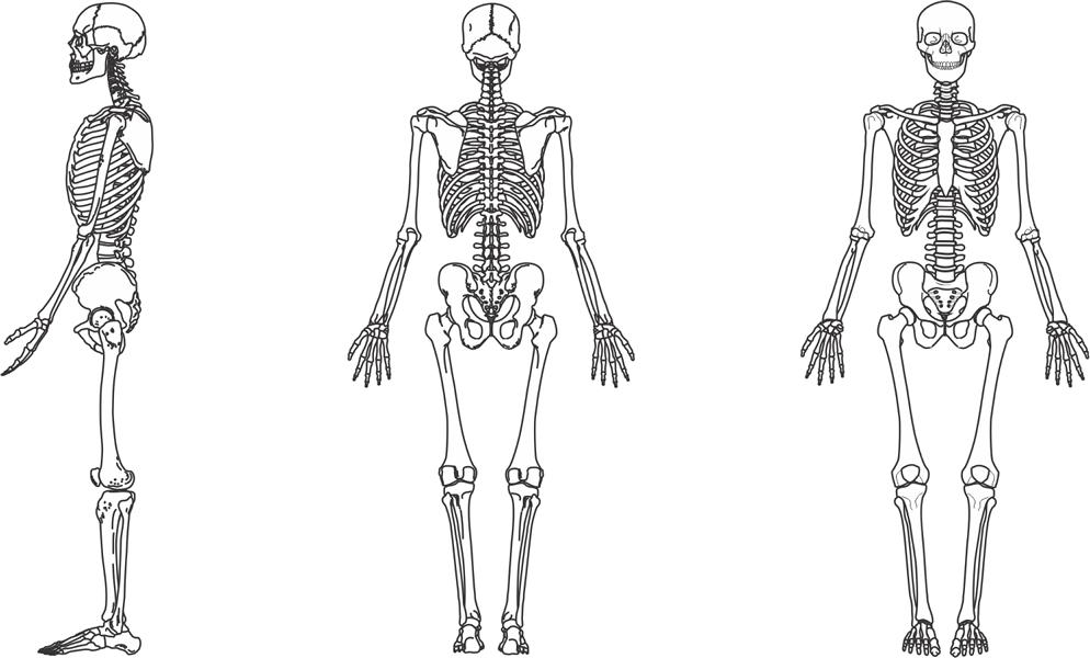 Das Skelett des Menschen – So ist unser Körper aufgebaut!