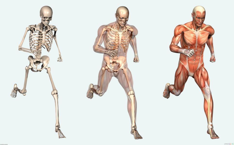 Wieviele Knochen hat ein Mensch? Alles über den menschlichen Körper!