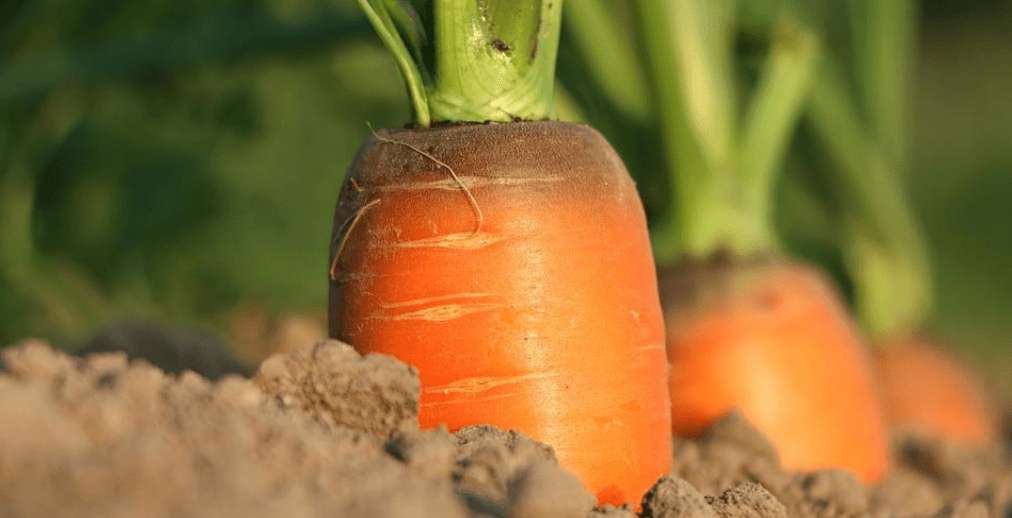 Sind Karotten gesund? 11 beeindruckende Vorteile!