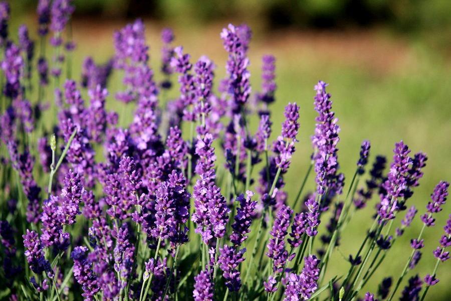 Lavendelöl selber machen – Anleitung und Vorteile!