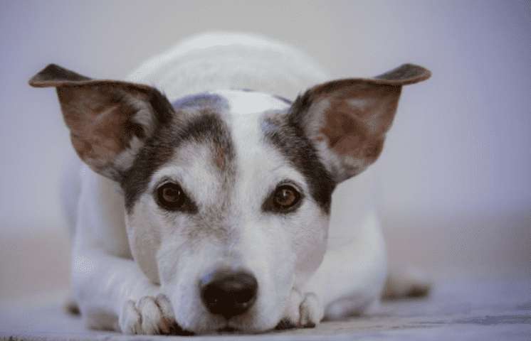 Lebensmittel, die dein Hund niemals essen sollte!