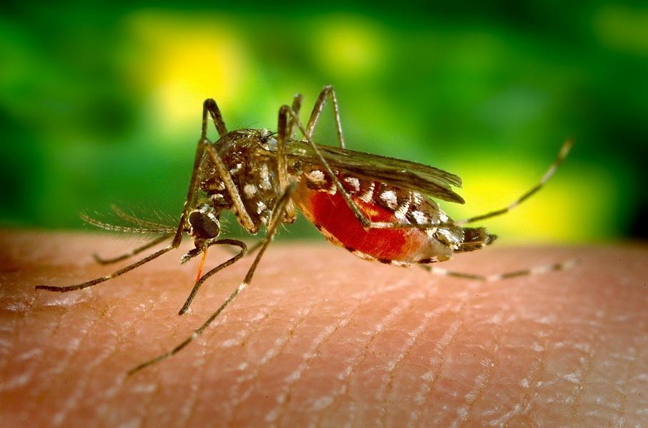 Malaria – Symptome, Komplikationen und sonstige Faktoren