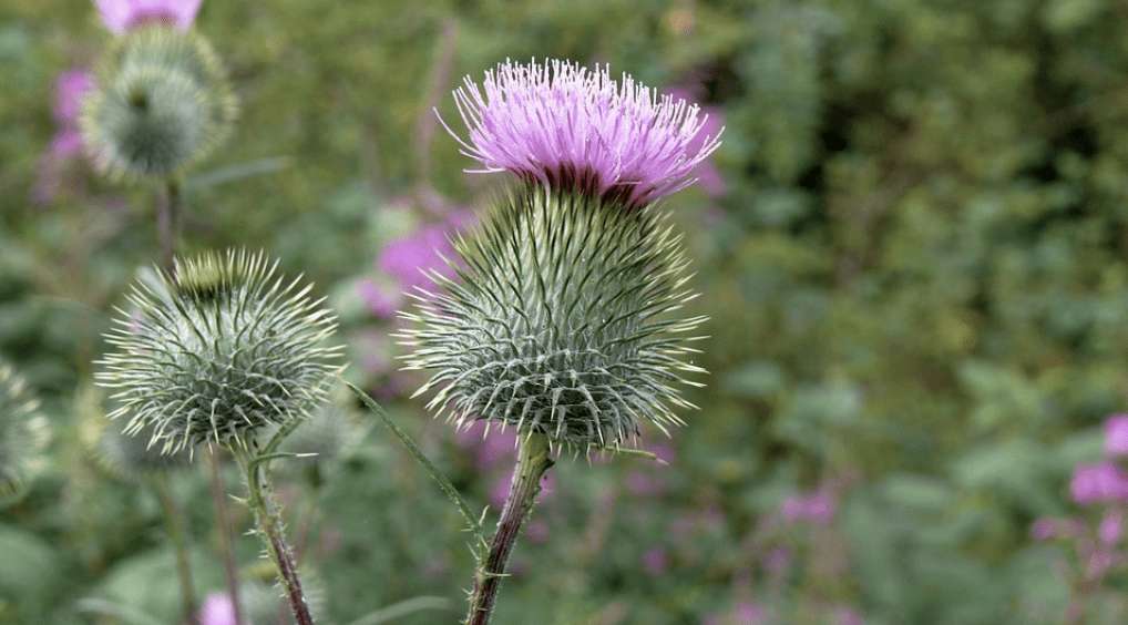 Wirkung von Mariendistel – Vorteile, Verwendung, Nebenwirkungen