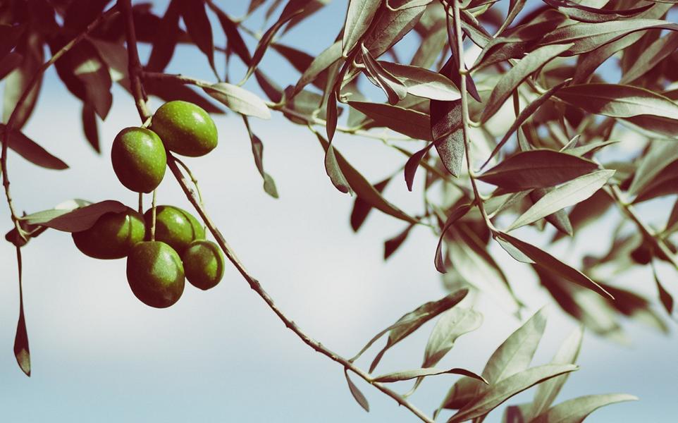 Olivenblatt Extrakt – Vorteile, Verwendung + Nebenwirkungen
