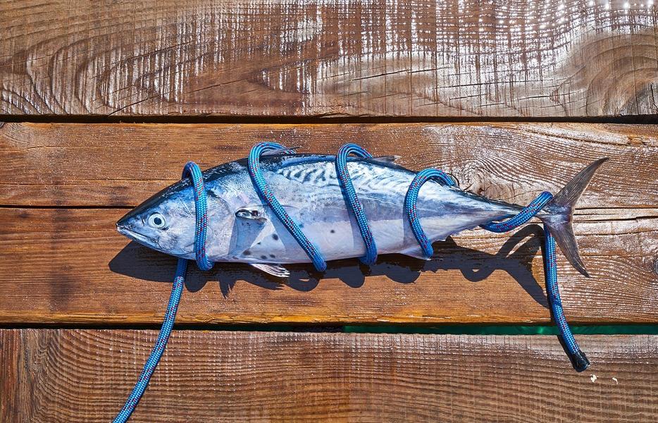 Omega 3 für Kinder – Wieviel braucht dein Kind davon?