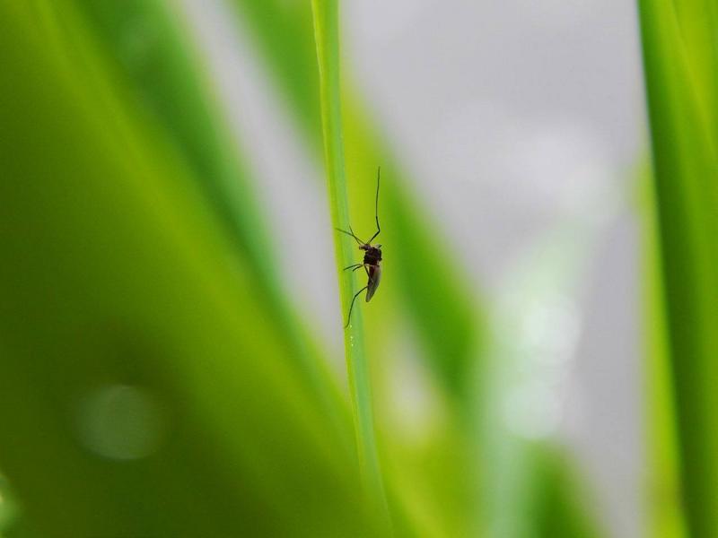 Pflanzen gegen Mücken – 7 natürlichen Düfte, die fern halten!