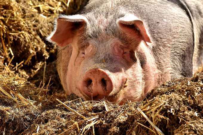 Schweinegrippe – Symptome, Ursachen und Behandlung