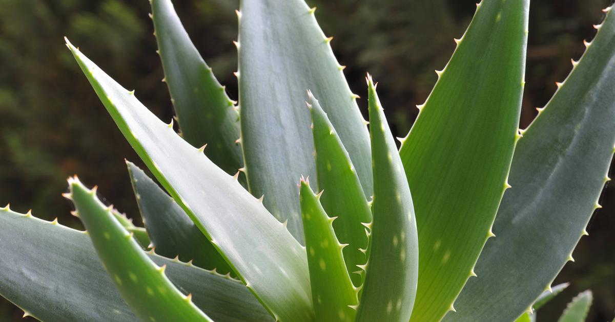 Die Aloe Vera Pflanze – Vorteile und Risiken