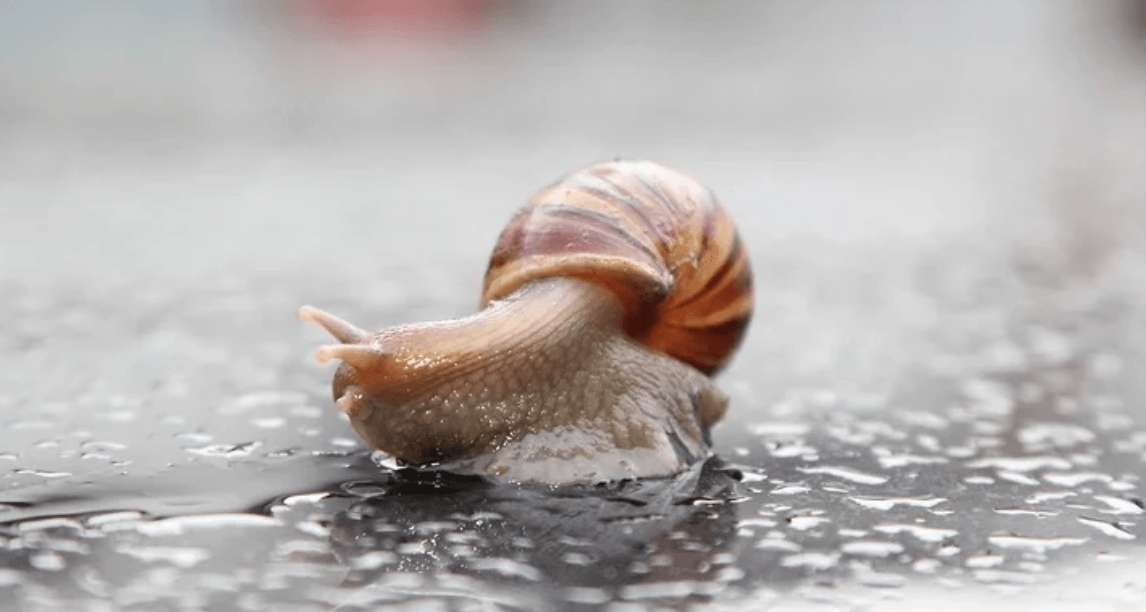 Hausmittel gegen Schnecken – so wirst du sie schnell los!