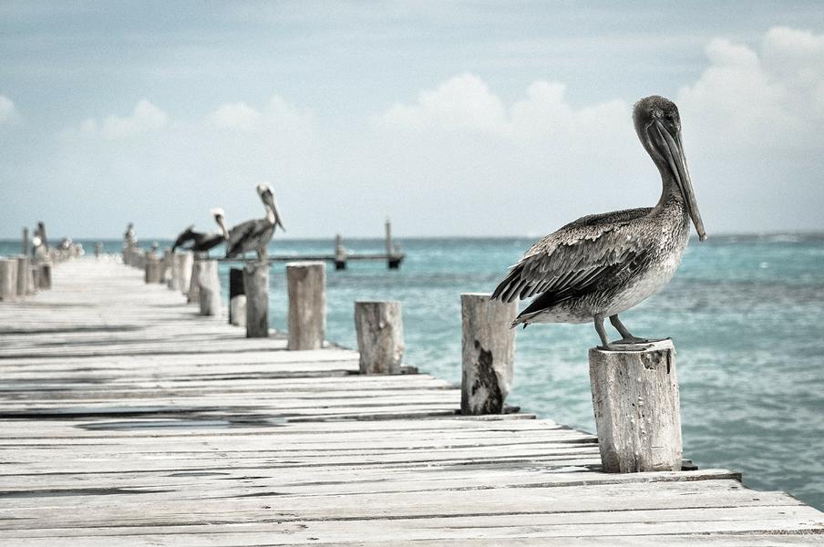 Vogelgrippe Symptome – Was du darüber wißen solltest!
