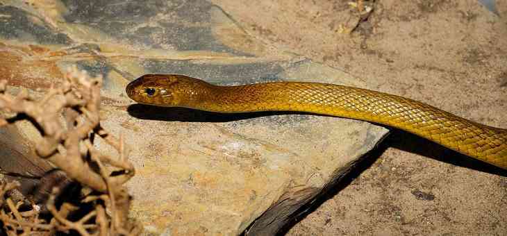 Welches ist die giftigste Schlange der Welt