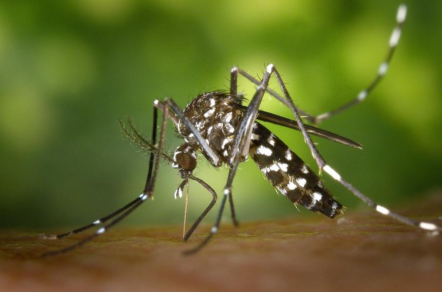 Zika Virus – Symptome, Ursachen, und Behandlung und Vorbeugung
